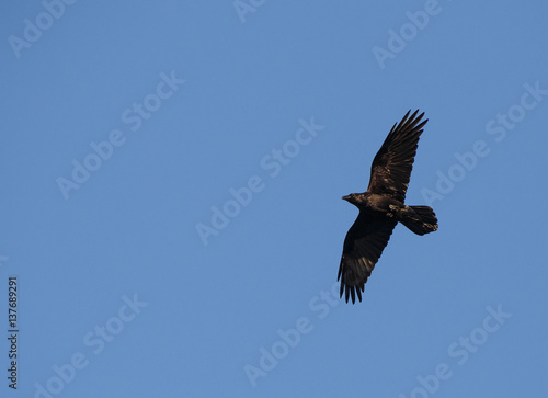 black common raven flying in a blue sky