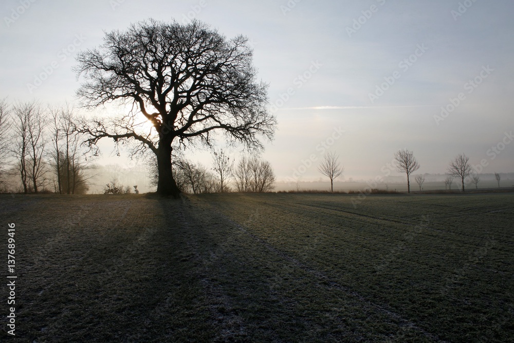 Fototapeta premium Eiche im Winter im Morgendunst auf einem Acker in Schleswig-Holstein