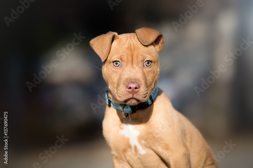 Cute terrier puppy outdoor portrait