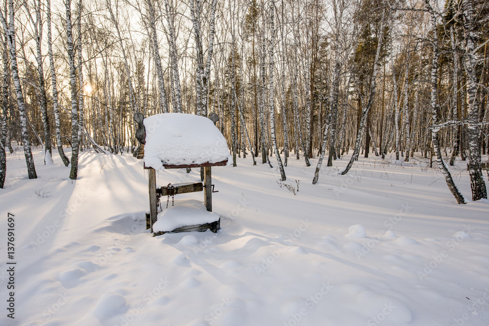 Winter evening in the birch forest.