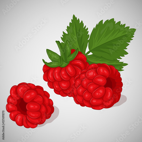 Bright juicy raspberry on grey background. Sweet delicious for your design in cartoon style. Vector illustration. Berries Collection.