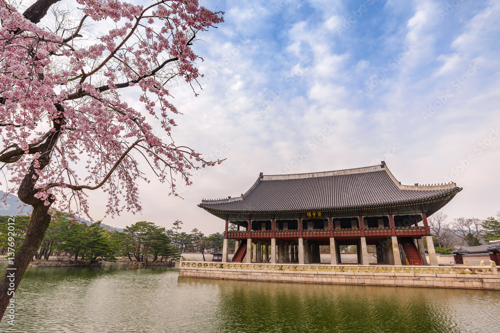 Spring cherry blossom or sakura flower at Gyeongbokgung Palace, Seoul, South Korea Spring cherry blossom or sakura flower at Gyeongbokgung Palace, Seoul, South Korea