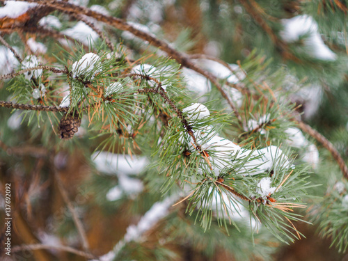 Snow on pine branches 
