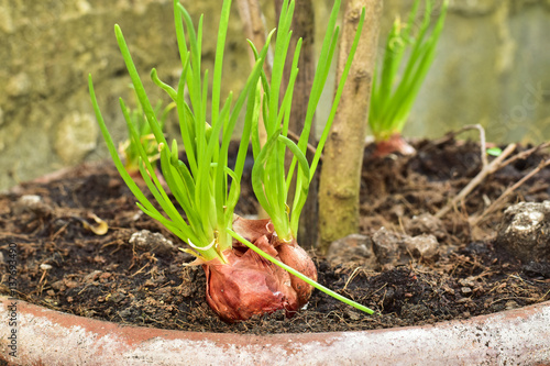 growing red shallot bulbs into a pot at home, sprouting green shallot, starting new life, concept idea.