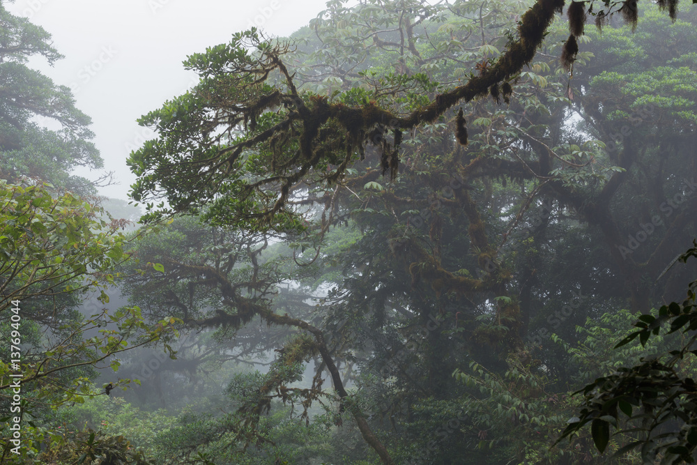 Fototapeta premium Wild jungle landscape.