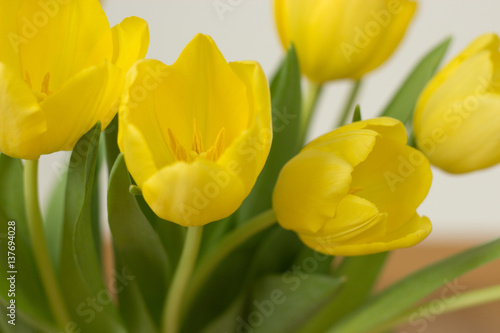 Bunch of yellow tulips on a white background.