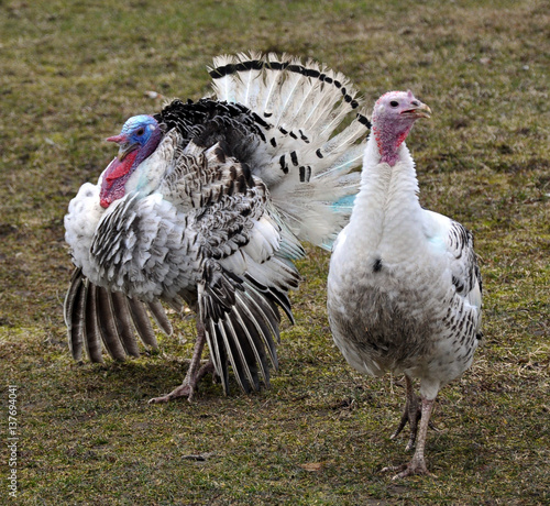 A pair of adult turkeys predominantly white plumage on grassy ground