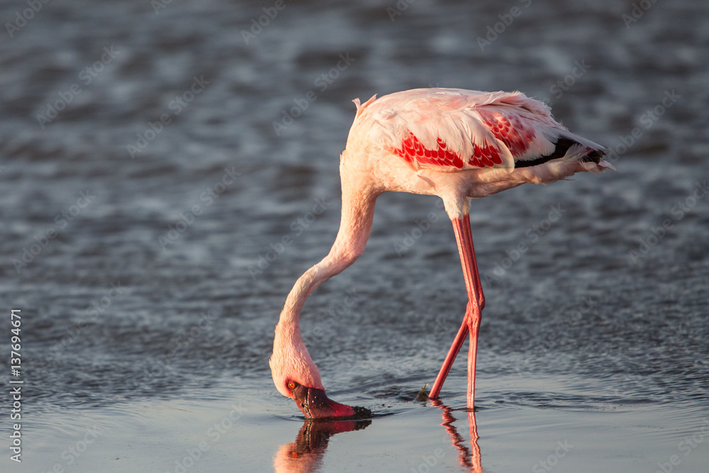 Naklejka premium Lesser flamingo (Phoeniconaias minor), Walvis bay, Namibia