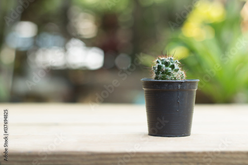 Close up cactus in pot blurred background
