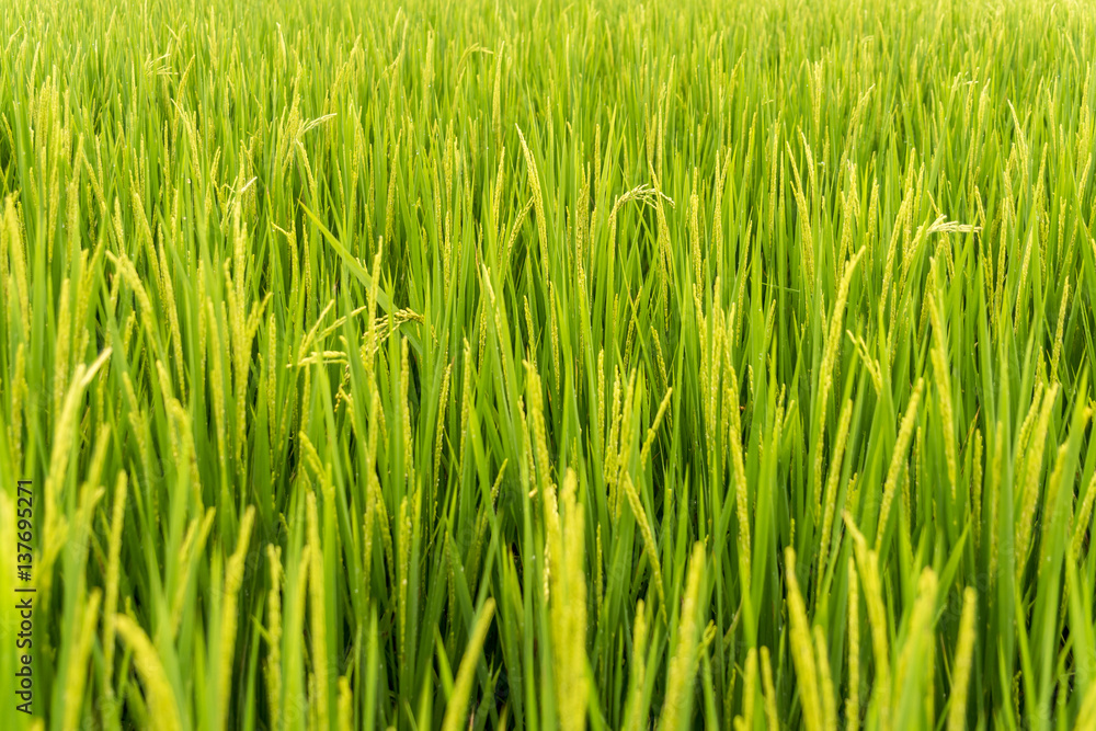 Paddy field close up Paddy field close up