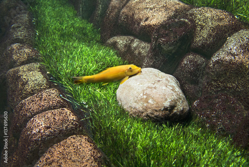 Gyrinocheilus aymonieri. Fish mouth stuck to the stone on a background of green grass. Aquarium. photo