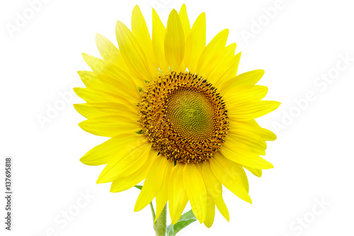 Sunflowers isolated White background
