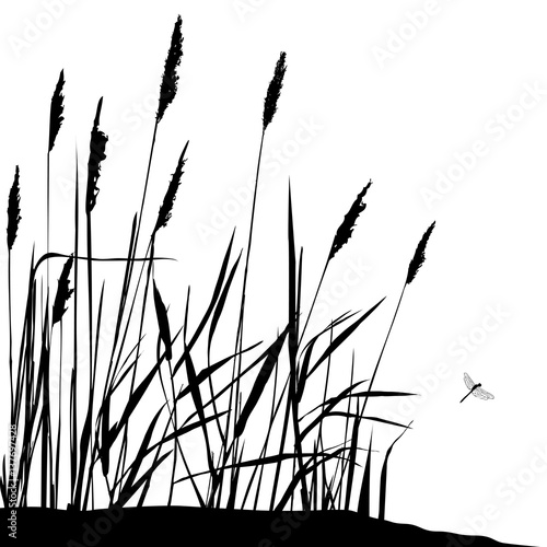 Reed and flying dragonfly - black and white vector illustration