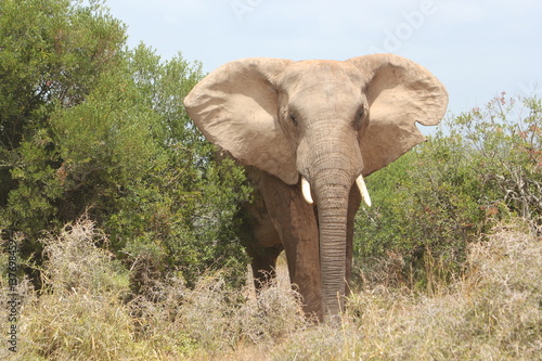 Huge elephant is approaching in South Africa