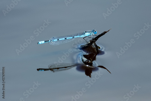 Fototapeta Naklejka Na Ścianę i Meble -  Dragonfly, blue maid alone on the water