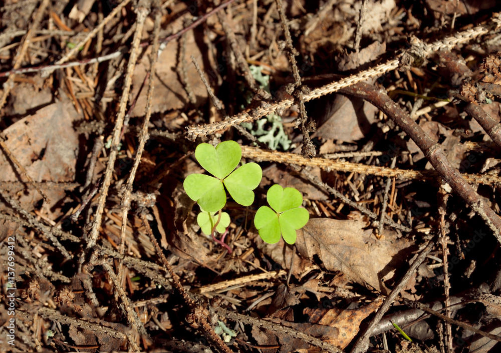 Two bright leaf clover on a contrasting background of dry branches and leaves Two bright leaf clover on a contrasting background of dry branches and leaves