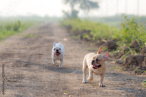 French bulldog