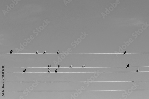 Birds as notes on a musical staff