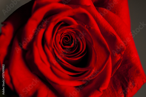 Fototapeta Naklejka Na Ścianę i Meble -  One wet red rose in vase in blurred white background. Selective focus lens effects