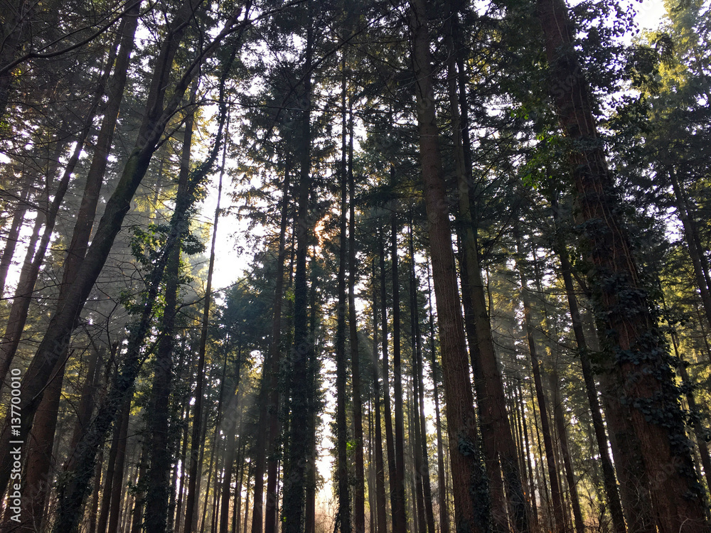 sunlight through the forest trees sunlight through the forest trees