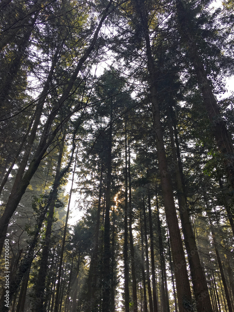 sunlight through the forest trees sunlight through the forest trees
