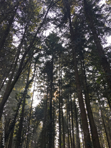 sunlight through the forest trees