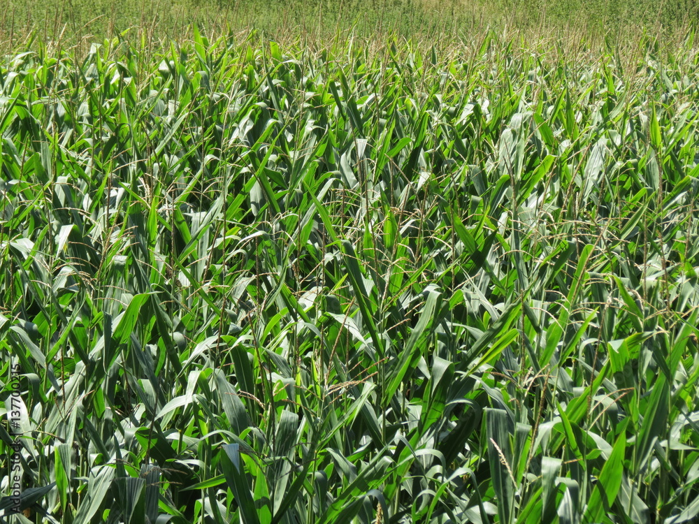 Charente-Maritime - Champs de Maïs