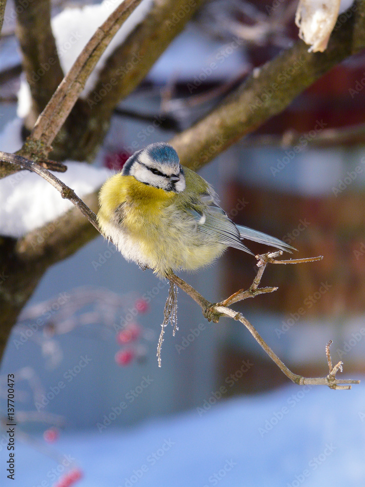 Fototapeta premium bird of winter