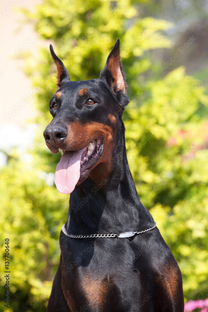 Portrait of nice black doberman