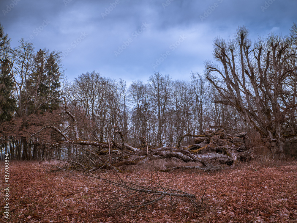 alte Bäume am Wald alte Bäume am Wald