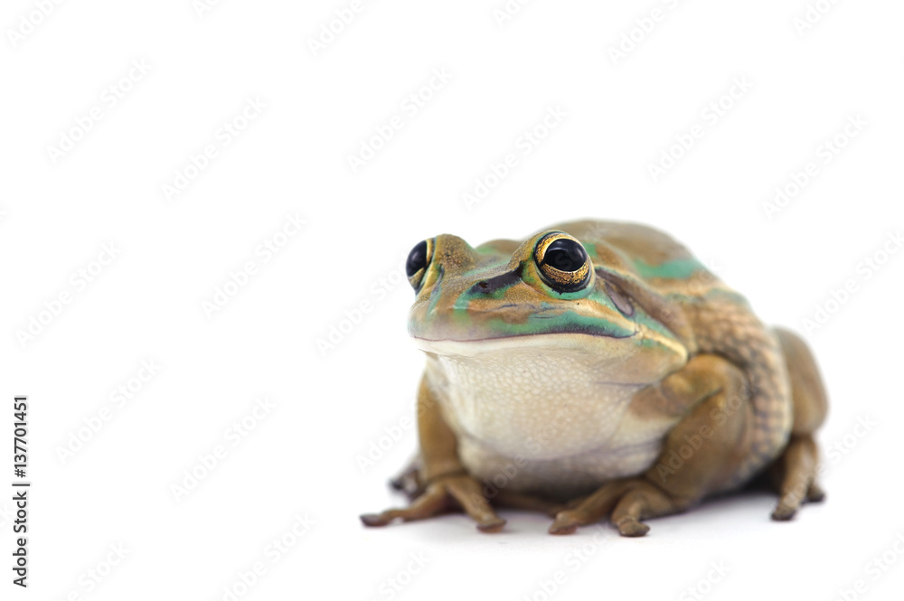 Fototapeta premium macro frog isolated on white background