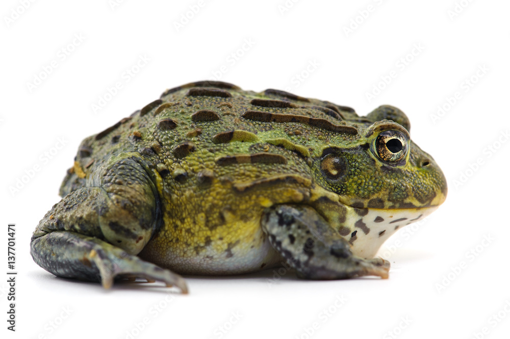 frog isolated on white background frog isolated on white background