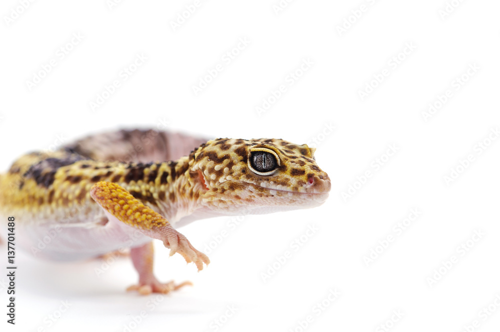 gecko lizard isolated on white background gecko lizard isolated on white background