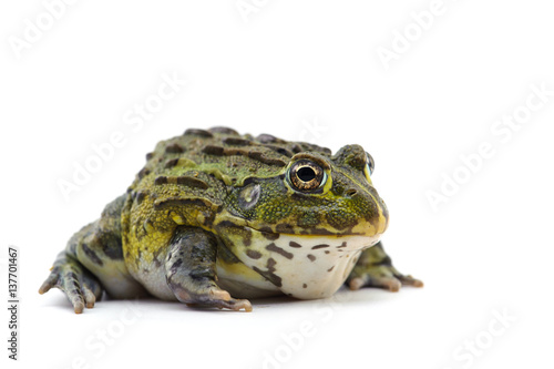 macro frog isolated on white background