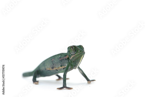 chameleon lizard isolated on white