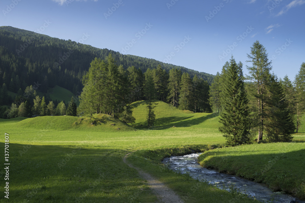 Austrian lanscape (Tyrol) with trees, forest and alps on background