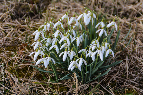 snowdrop group on the meadow