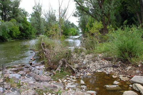 Fluss Landschaft Österreich - Donau Auen - Klosterneuburg / Kritzendorf - Wald, Bäume