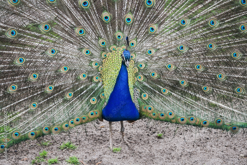 Obraz premium peacock