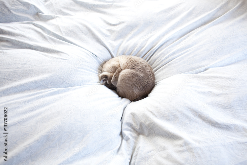 sleeping cat on the bed sleeping cat on the bed