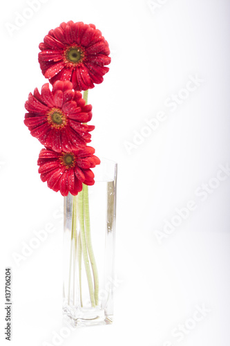 trzy Kwiatki czerwone