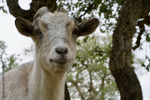 goat looking to you © iphotographer62