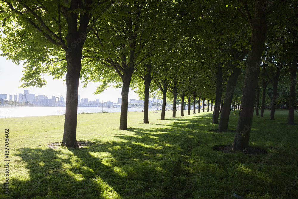 trees by the river