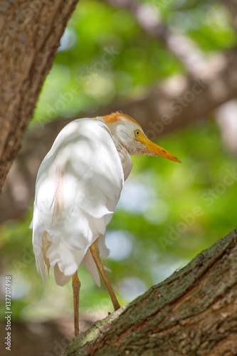 Kuhreiher (Bubulcus ibis) sitzt in einem Baum bei Hanauma Bay auf Oahu, Hawaii, USA. photo