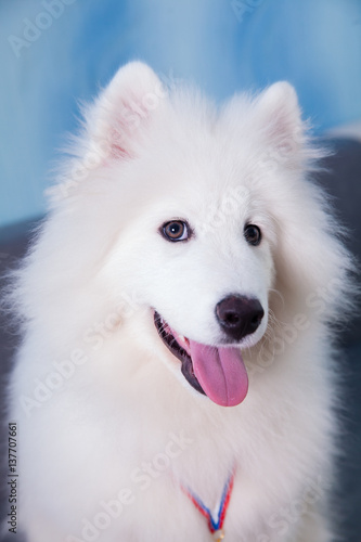 Samoyed dog puppy sitting on a background