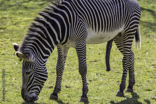 Фотография Zebra, hung like a donkey, sexually aroused
