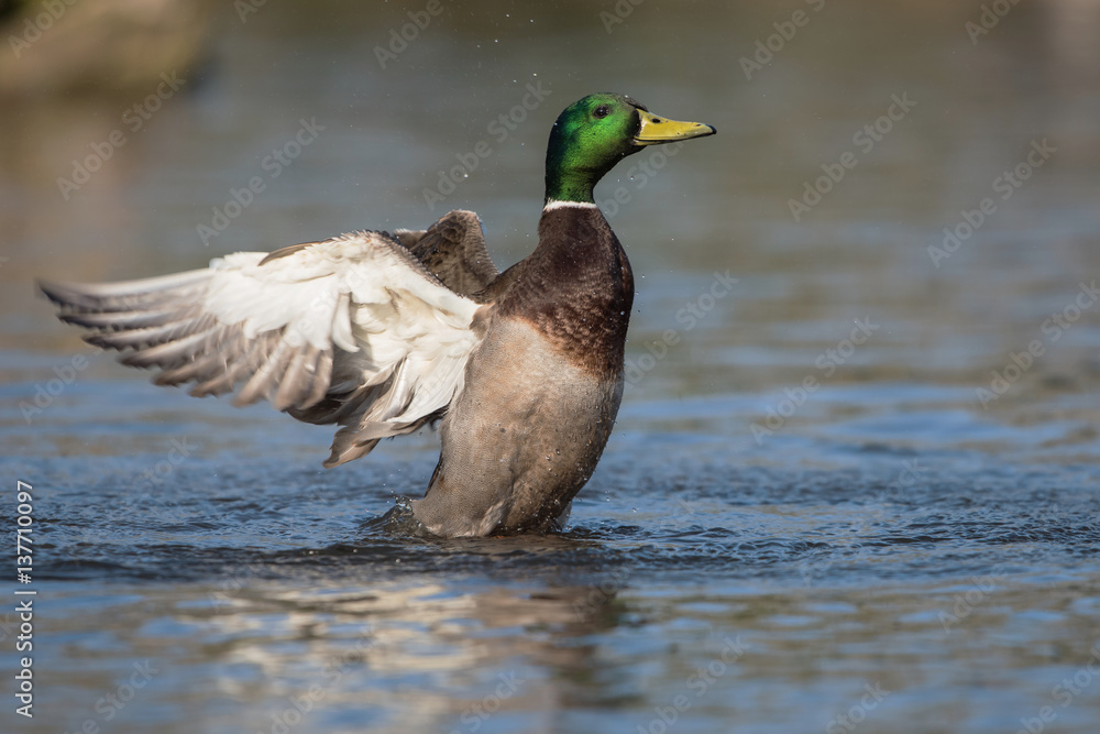Fototapeta premium Mallard, Duck, Anas platyrhynchos