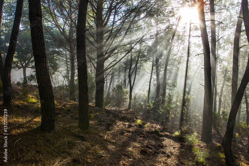 Obraz premium Forest scenery with rays of warm light at sunrise, Hurdes, Spain