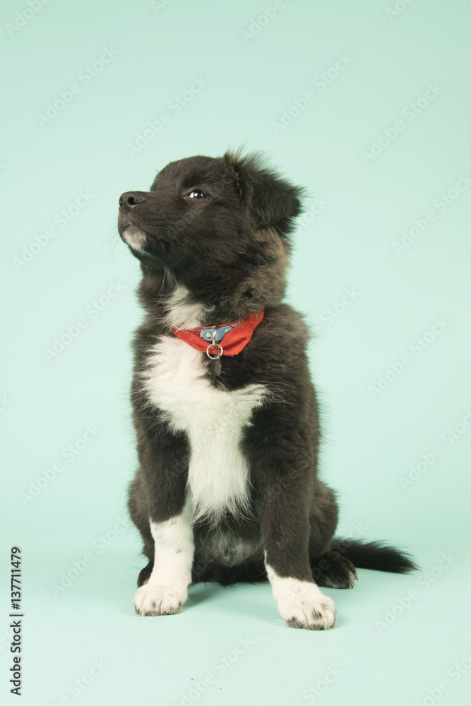 Obraz premium Cross breed Border Collie puppy on green