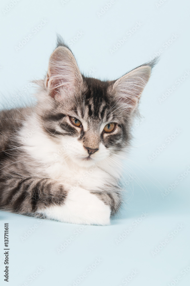 Fototapeta premium Maine coon kitten laying on blue